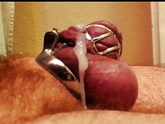 Bull cums on my chastity cage